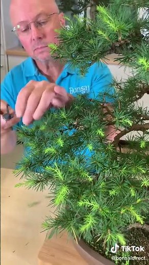 Bonsai Pruning Tips 🌱✂️ | Keep Your Tree Refined & Growing