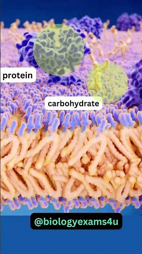 Cell Membrane 3D Animation 360 Degree| Fluid Mosaic Model | Biology Animations @biologyexams4u