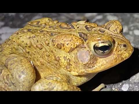 A Moment in the Wild: American Toad
