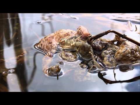 Common toads calling and mating balls
