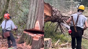 Wood Cutting Mastery with Modern Machines in Action