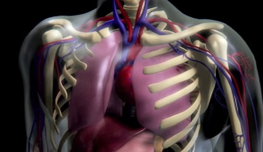 Peripheral Blood Smear Test Results Fully Explained - HRF