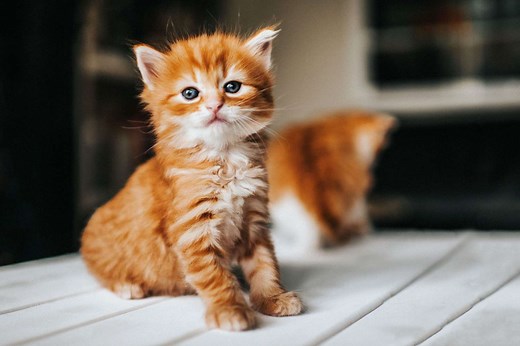 300 Cute Cat Names for Your Adorable Kitty