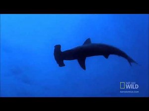 Finding Nemo (2003) But it's a live action version