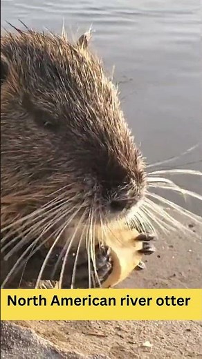 North American River Otter - Physical Characteristics - Habitat - Diet - Behavior - 101 Facts #usa