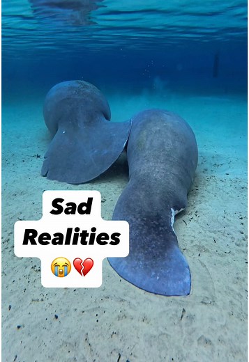 FloridaGuideJosh on TikTok