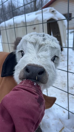 Discover the Joy of Mini Cows on a Charming Farm