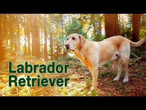 Labrador Retriever - Yellow Lab Fun Compilation