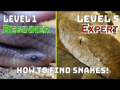 How To Find Snakes At 5 Difficulty Levels! (Beginner to Expert)