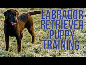 Puppy Training Labradors