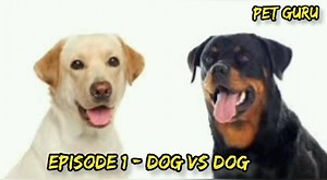 Rottweiler vs Labrador retriever as Pet | Dog vs Dog Episode VRS Patel - 7874905032 Pet Globe kennel, Sabarmati, Ahmedabad | Pet Guruji