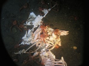 What Happens to a Dead Body in the Ocean?
