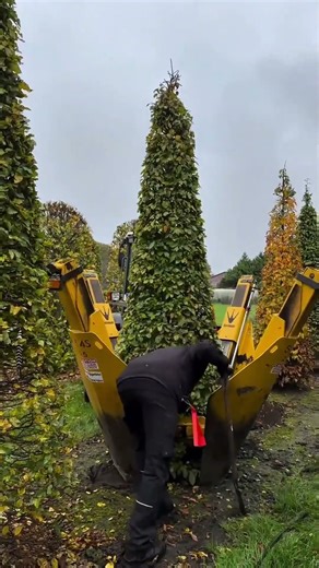 Massive Tree Transplanting: How a Hydraulic Tree Spade Works
