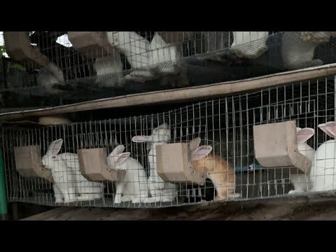 Farm Synergy TV Rabbit Live Cam Show