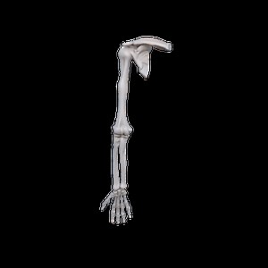 Complete human skeleton in parts - Educational 3D model for STL printing
