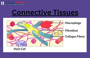 Connective Tissue - Definition, Types, Function and Examples
