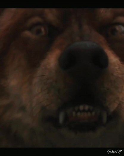 Twilight Wolf Scenes Compilation
