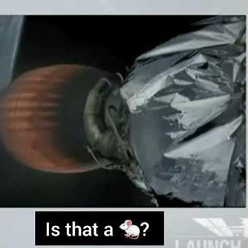 Mouse spotted NASA SpaceX Launch...