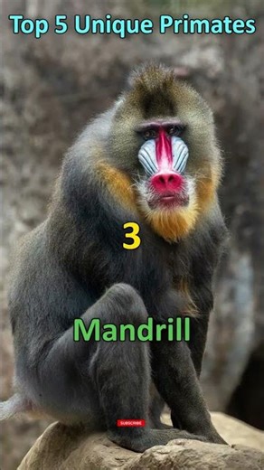 Top 5 Unique Primates in Africa #primates #primate #africa #africansafari #top5 #top10 #facts