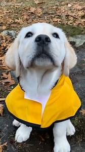 412K views · 10K reactions | The countdown to when I can get my yellow lab puppy begins  | Good Dog | Facebook