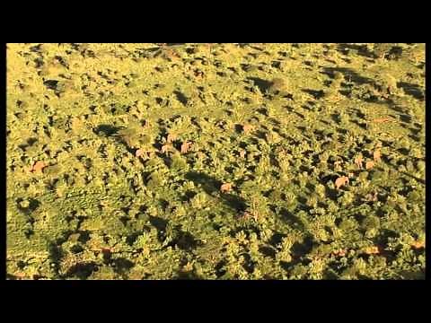 Mating in Elephants