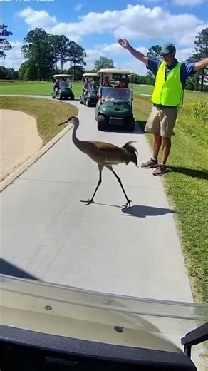 Sandhill Crane's Rattling Call on Golf Path - Marshal Stops Cart Traffic