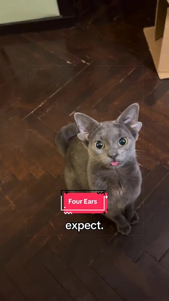 This cat has four ears #cat #animals #fypシ゚viral | cat with 4 ears