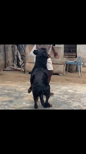 The Mating Process of Dogs: A Fascinating Look at Dog Breeding