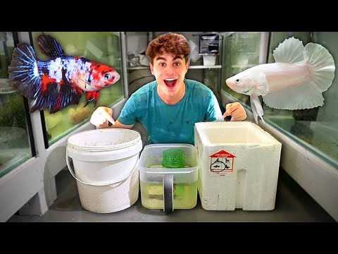 BREEDING Bettas in Tubs! (Full Guide)