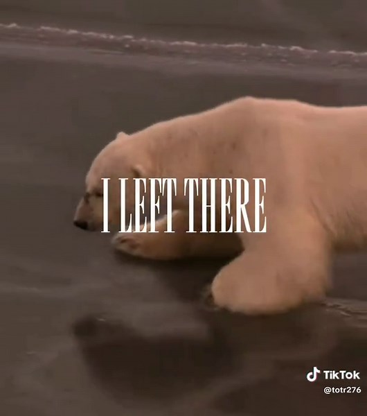 The Impact of Climate Change on Polar Bears and Seals