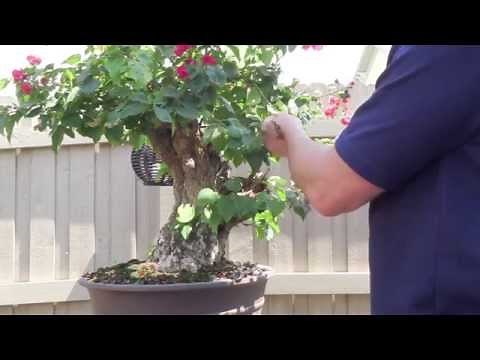 How to Bonsai - Bougainvillea Restyling the Tree