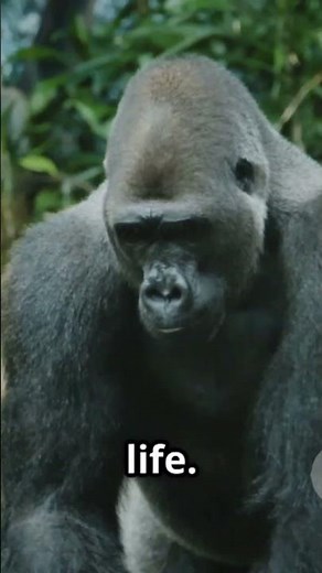 Gigantopithecus: Real-Life King Kong?