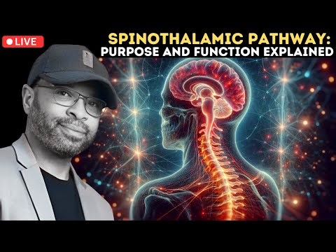 Spinothalamic Pathway: Purpose and Function Explained