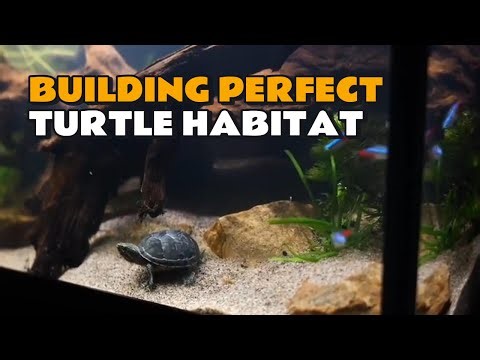 Building the Perfect Habitat for My Snapping Turtle | Aquascape & Terrarium Design