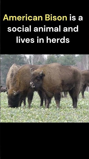The American Bison - National Animal of USA | American Buffalo (Bison)