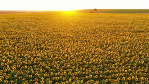 Stunning Drone Footage: Spring’s Flower Fields in Bloom