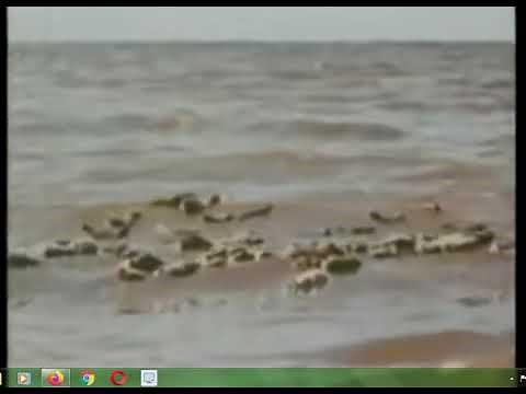 lemmings jumping off cliffs