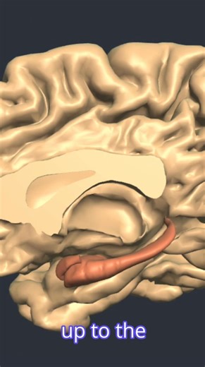 🧠 Limbic System – Connecting Brain Regions This short video explores how the limbic system interacts with other regions of the brain, offering insight into its role in emotion, memory, and behaviour. 📚 It’s part of the Neuroanatomy Programme on Physiopedia Plus, ideal for clinicians and students deepening their understanding of brain function. 👉 Subscribe to access the full programme: https://members.physio-pedia.com/learn/neuroanatomy-programme-promopage/ #LimbicSystem #Neuroanatomy #BrainCo