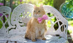 100 Buff-Colored Cat Names: Celebrate Your Cat's Unique Coat