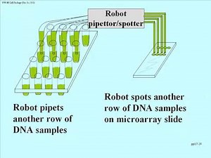 DNA Technologies: DNA Microarrays