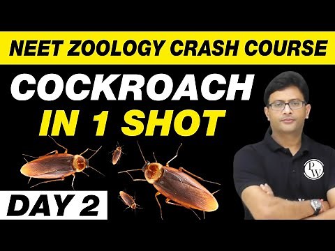 COCKROACH in 1 Shot | Structural Organisation in Animals | Zoology in 30 Days | Day 2 | UMEED