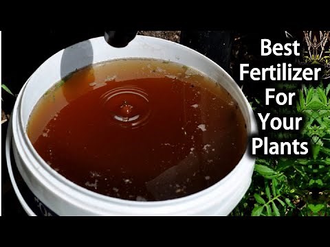 This Compost Tea Is The Absolute Best Thing You Can Feed Your Plants