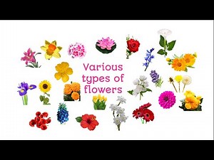 Different types of flowers || learn various types of flowers|names of flowers with pictures|flowers