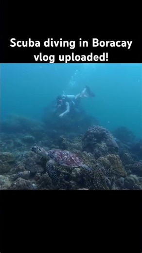 Swimming with turtles and finding nemo in Boracay. Full vlog up! #scubadiving #turtle #nemo
