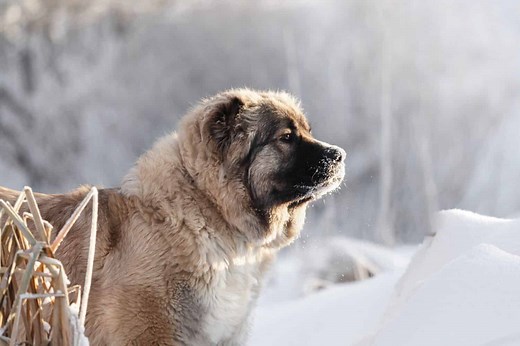 Discover the Top 10 Largest Shepherd Dog Breeds