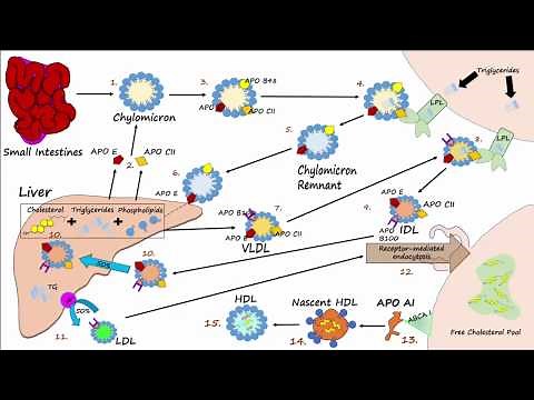 Lipid & Lipoprotein Processing Part 3 - Formation of LDL and HDL