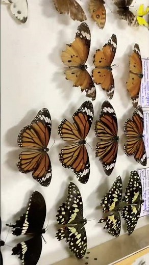 Insect box comprising different orders of insects.