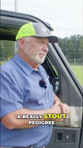 Biggest mainframe yearling buck ever grown! #deerfarming