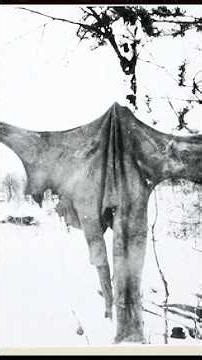 One of the Strangest Photographs from the Second World War #history #ww2