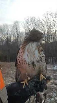 Red-tailed Hawk Scream